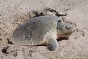 Atlantic ridlea - mała ocean mieszkaniec Atlantic ridlea - mała ocean mieszkaniec